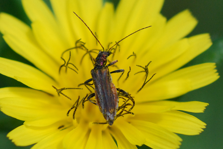 Oedemera sp.